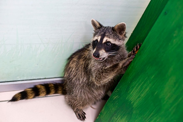 Lustiger Waschbär im Zoo, der auf seinen Hinterbeinen steht