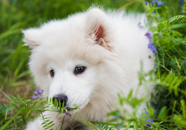 Lustiger weißer flauschiger Samojede Hündchen sitzt und riecht Blumen auf dem grünen Gras