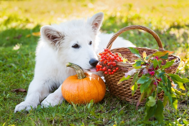 Lustiger weißer Schäferhund Hündchen und Kürbis