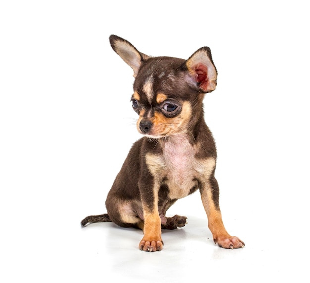 Lustiger Welpe Chihuahua wirft auf einem weißen Hintergrund auf