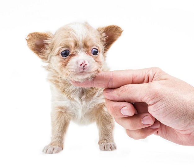 Lustiger Welpe Chihuahua wirft auf einem weißen Hintergrund auf