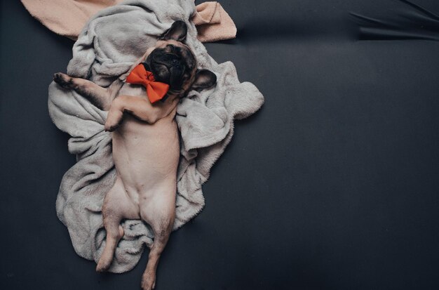 Lustiger Welpe der französischen Bulldogge mit einer roten Fliege, die zu Hause süß auf dem Sofa schläft