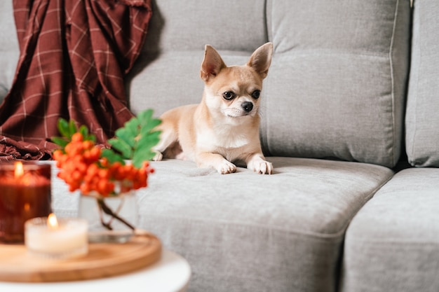 Lustiger Welpen-Chihuahua, der auf Couch und Kissen unter Plaid drinnen liegt, süßer kleiner Hund, der nach Hause wärmt