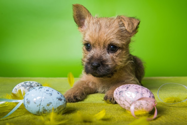 Lustiger wheaten oder roter Cairn Terrier Welpenhund mit bunten Ostereiern auf grünem Hintergrund