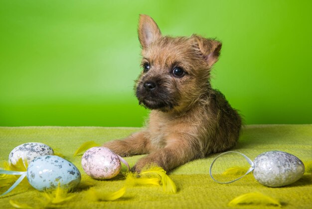 Lustiger wheaten oder roter Cairn Terrier Welpenhund mit bunten Ostereiern auf grünem Hintergrund