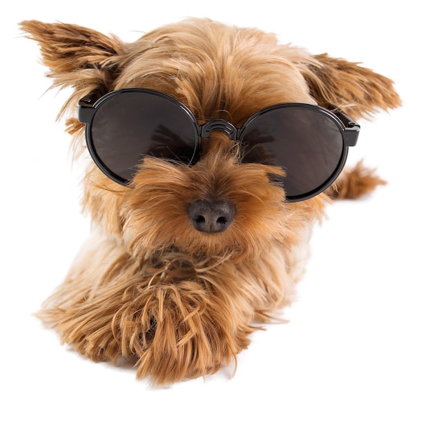 Lustiger yorkshire-terrier mit sonnenbrille auf weißem hintergrund