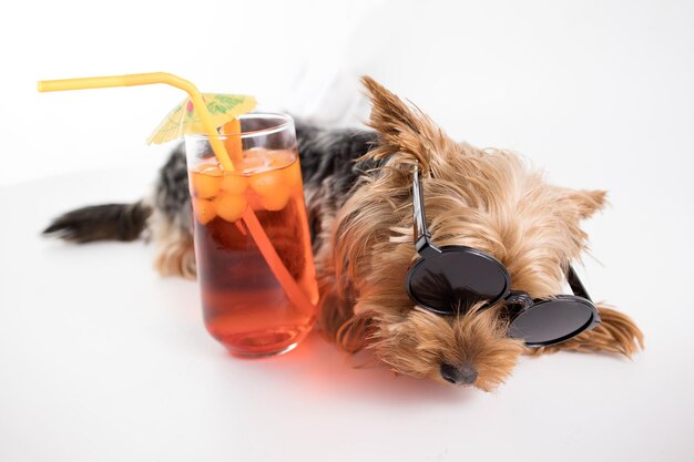 Lustiger Yorkshire-Terrier mit Sonnenbrille auf weißem Hintergrund