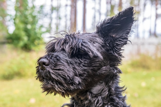 Lustiger, zottiger Schnauzer hob sein Ohr und lauschte auf die Seite, die im Hof sitzt