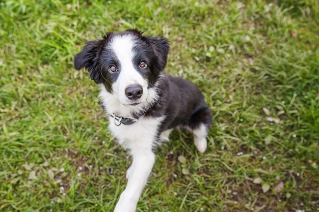 Lustiges Außenporträt des niedlichen lächelnden Welpengrenzcollies, der auf Grashintergrund sitzt