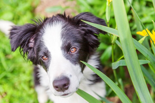 Lustiges Außenporträt des niedlichen lächelnden Welpengrenzcollies, der auf Park oder Garten sitzt