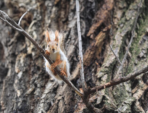 lustiges Eichhörnchen auf einem Ast