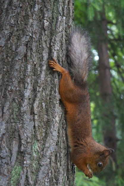 Lustiges Eichhörnchen kopfüber auf einem Baum