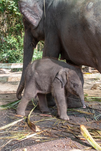 Lustiges Elefantenbaby und Elefantenmutter in Thailand, Südostasien, Nahaufnahme