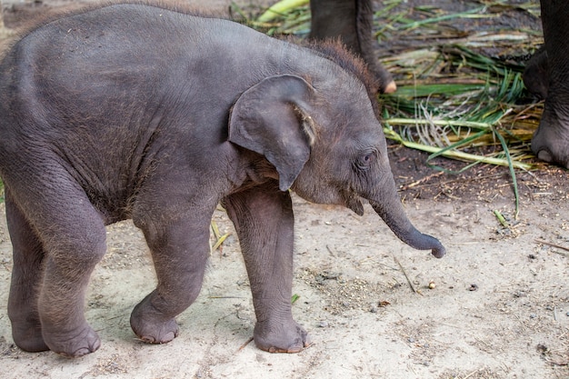 Lustiges Elefantenbaby und Elefantenmutter in Thailand, Südostasien, Nahaufnahme