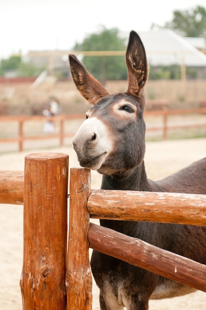 Lustiges Eselportrait