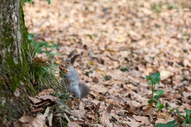 Lustiges flauschiges Eichhörnchen mit Nuss in den Zähnen auf einem mit bunten Blättern bedeckten Boden auf magischem Herbsthintergrund.
