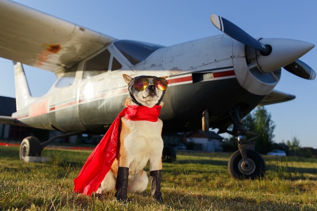 Lustiges Foto des Shiba Inu Hundes im Pilotenanzug am Flughafen