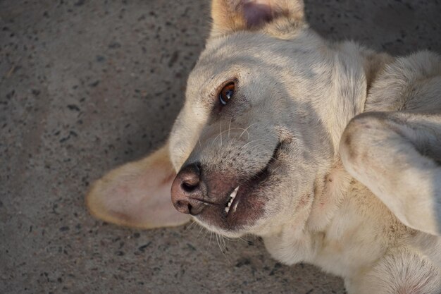 Lustiges Foto von einem Hund mit Maul