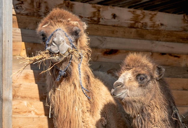 lustiges Foto Zwei süße Kamele Mama und ihr Baby sind in ihrem Holzhaus auf der Farm Camel isst