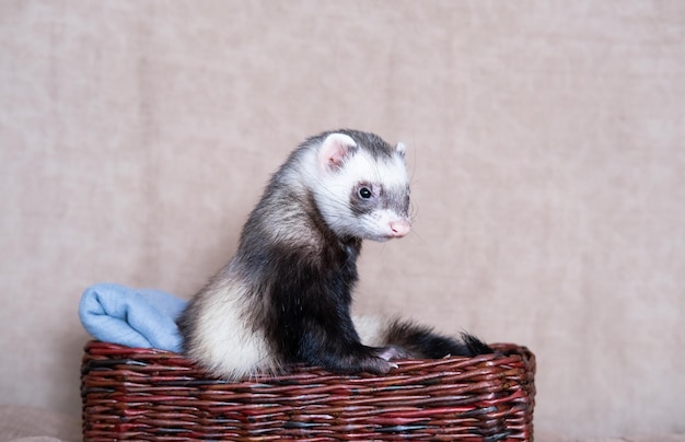 Lustiges Frettchen sitzt auf dem Bett