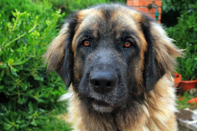lustiges Gesicht Schäferhund Hund Tier Haustier Porträt