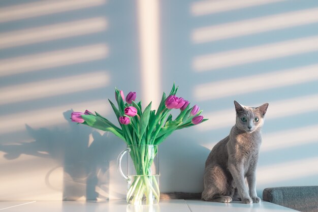 Lustiges graues Kätzchen, das auf Tisch mit Blumenstrauß von Tulpen in Glasvase aufwirft.