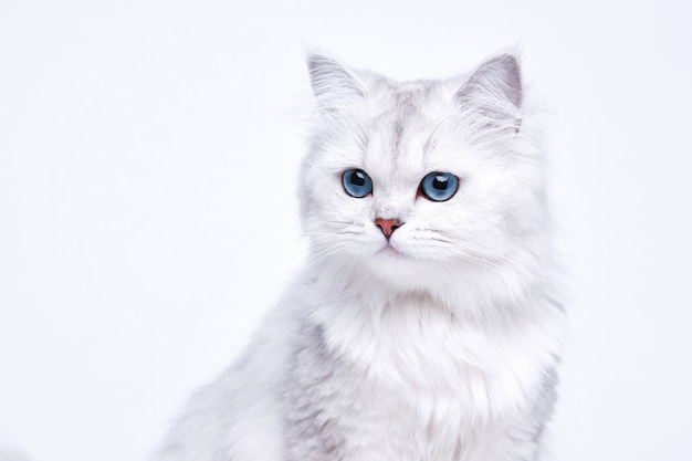 Lustiges großes süßes langhaariges weißes Kätzchen mit schönen blauen Augen.