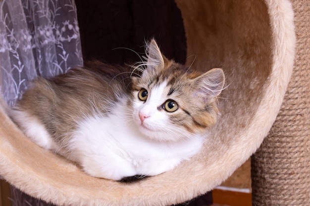 Lustiges Kätzchen auf dem Spielplatz für Katzen