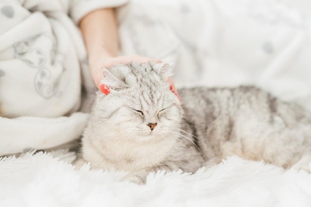 Lustiges Kätzchen liegt mit ausgestreckter Pfote auf der Couch, das Mädchen streichelt der Katze den Kopf