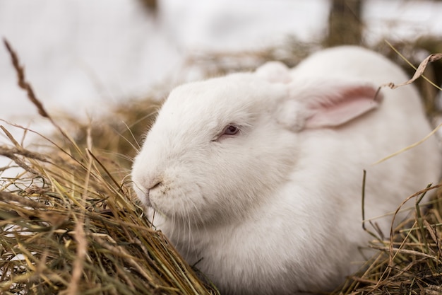 Lustiges kleines weißes Kaninchen mit roten Augen sitzt im Heu