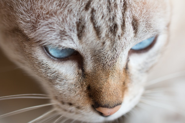 Lustiges nah oben von einer netten thailändischen Katze