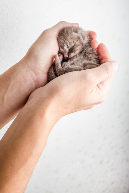 Lustiges neugeborenes Tabbykätzchen Scottish Fold liegt in weiblichen Händen und schläft süß zusammengerollt