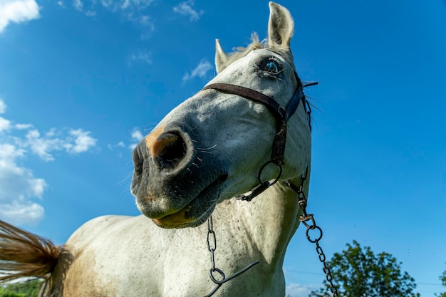 Lustiges Pferd auf einer Weide. Schönes weißes freundliches Pferd im Geschirr mit Kette am Sommerfeld auf blauem Himmelshintergrund.