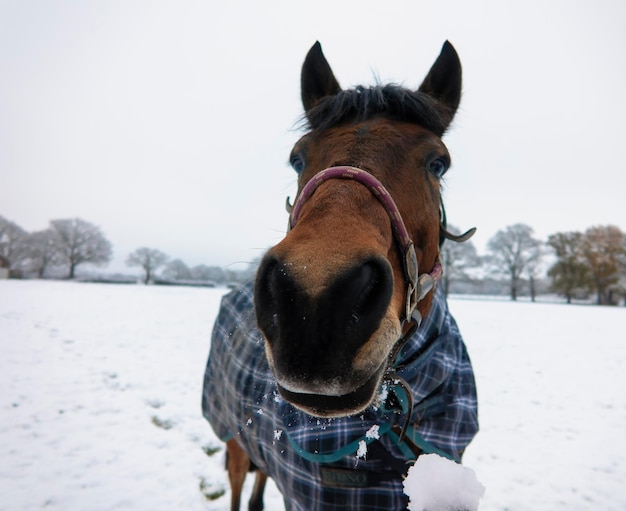 Lustiges Pferd im Schnee.