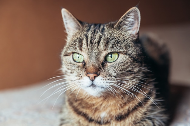 Lustiges Porträt arroganter kurzhaariger inländischer Tabbykatze, die zu Hause drinnen entspannt