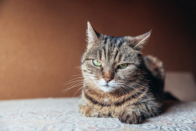 Lustiges Porträt arroganter kurzhaariger inländischer Tabbykatze, die zu Hause drinnen entspannt