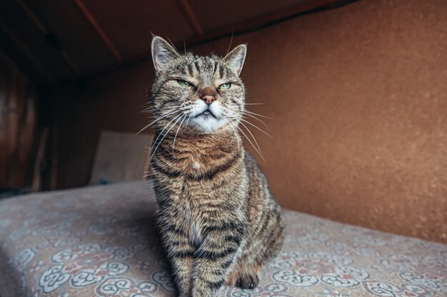 Lustiges Porträt arroganter kurzhaariger Tabbykatze, die zu Hause entspannt