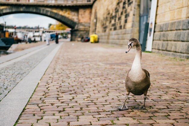 Lustiges Porträt des Gansführers. Schwan, der auf Flussküste in Prag geht.