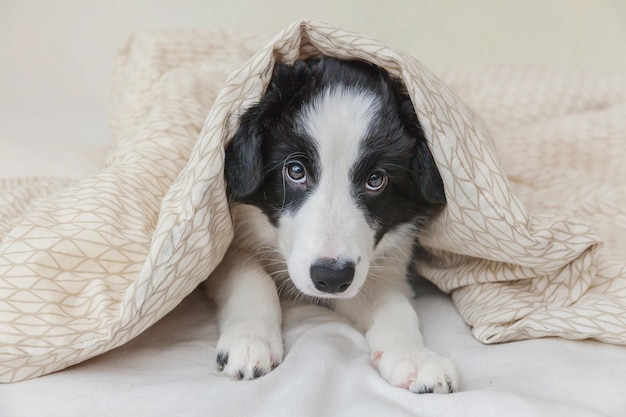 Lustiges Porträt des netten smilling Hündchenborder collie im Bett zu Hause