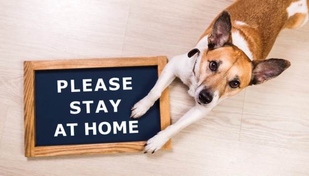 Foto lustiges porträt des niedlichen hundes mit briefkasteninschrift stay at home-wort, das auf boden liegt