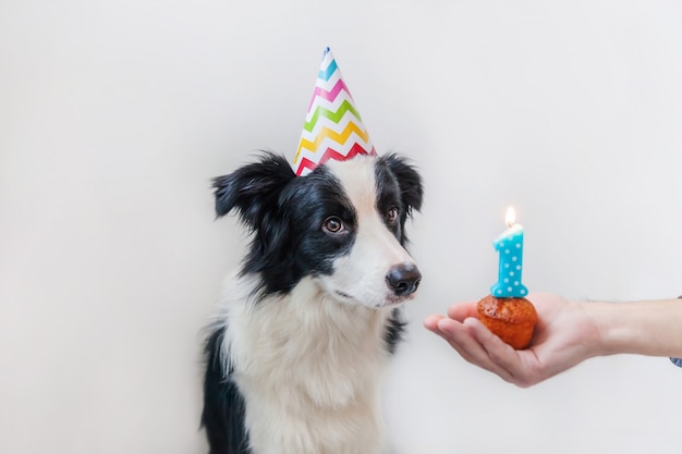 Lustiges Porträt des niedlichen lächelnden Hündchen-Grenzcollies, der dummen Hut des Geburtstags trägt, der Cupcake-Feiertagstorte mit Kerze Nummer eins lokalisiert auf weißer Wand betrachtet. Alles Gute zum Geburtstagsfeier-Konzept.