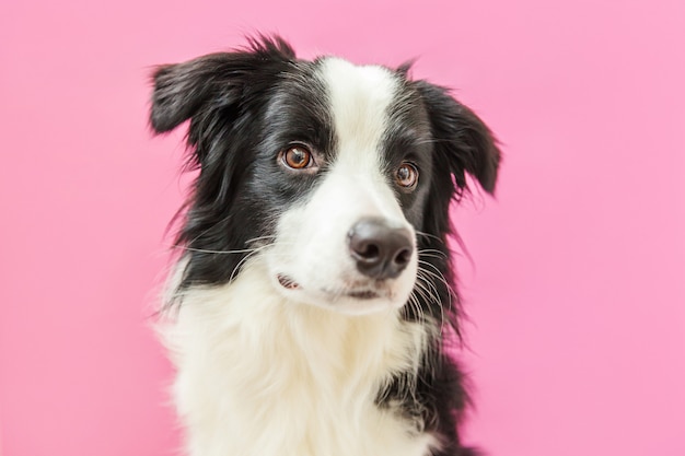 Lustiges porträt des niedlichen lächelnden welpenhunde-grenzcollies lokalisiert auf rosa. neues schönes familienmitglied kleiner hund, der schaut und auf belohnung wartet. haustierpflege und tierkonzept.