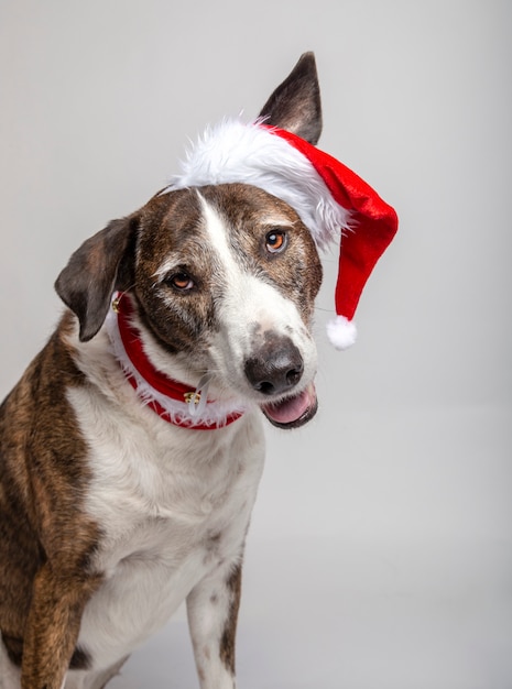 Lustiges Porträt des Podenco-Hundes mit einer Kappe und einem Weihnachtskragen auf Weiß