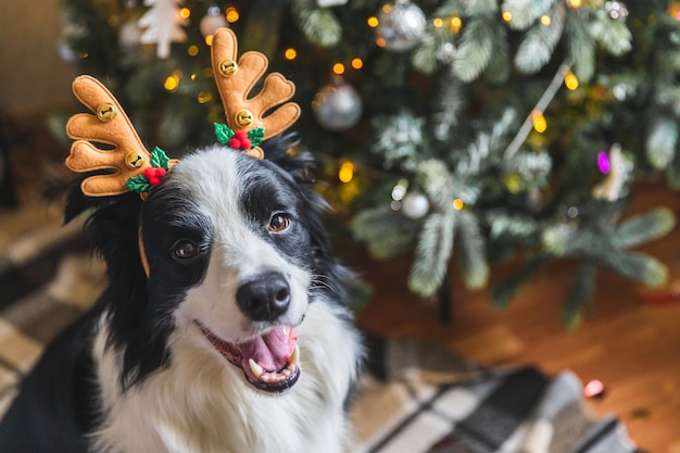 Lustiges Porträt des süßen Hündchen-Border-Collie, der Weihnachtskostüm-Hirschhörner-Hut in der Nähe des Weihnachtsbaums zu Hause im Innenbereich trägt. Vorbereitung für den Urlaub. Frohe Frohe Weihnachten-Konzept.