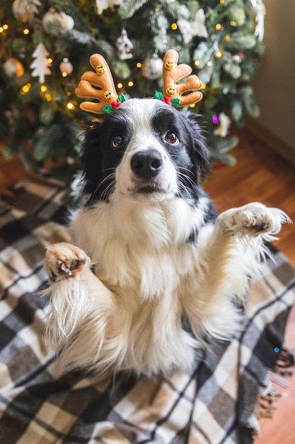 Lustiges Porträt des süßen Hündchen-Border-Collie, der Weihnachtskostüm-Hirschhörner-Hut in der Nähe von ...