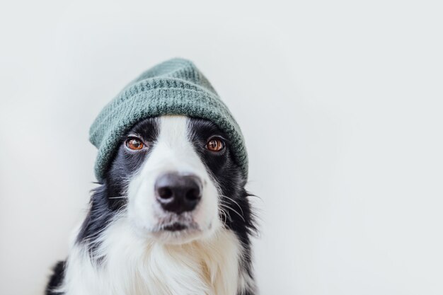 Lustiges Porträt des süßen lächelnden Hündchens Border Collie mit warmer Strickmütze isoliert auf ...