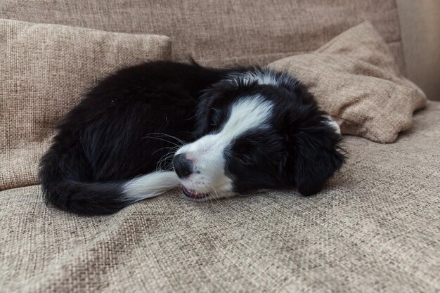 Lustiges Porträt des süßen, lächelnden Welpenhundes Border Collie zu Hause