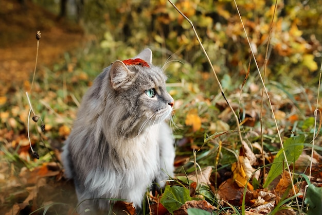 Lustiges Porträt einer flauschigen, grauen Katze mit grünen Augen, draußen im Wald.