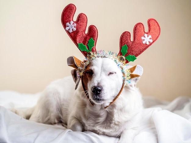 Lustiges Porträt eines Hundes mit Rentiergeweih Konzept des neuen Jahres und Weihnachten