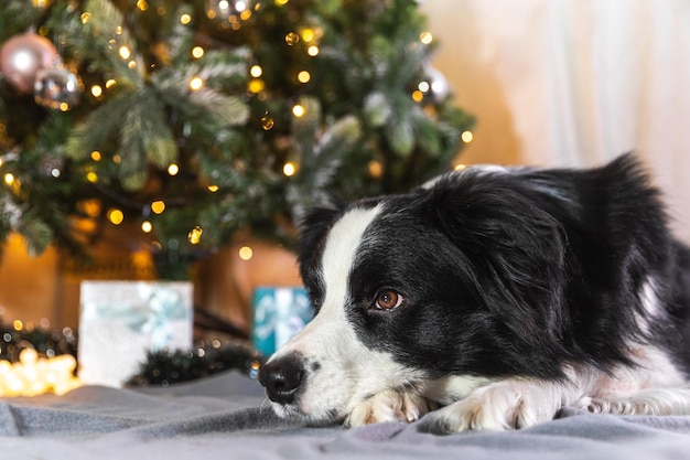 Lustiges Porträt eines niedlichen Hündchen-Border-Collie mit Geschenkbox und defokussierten Girlandenlichtern im Liegen